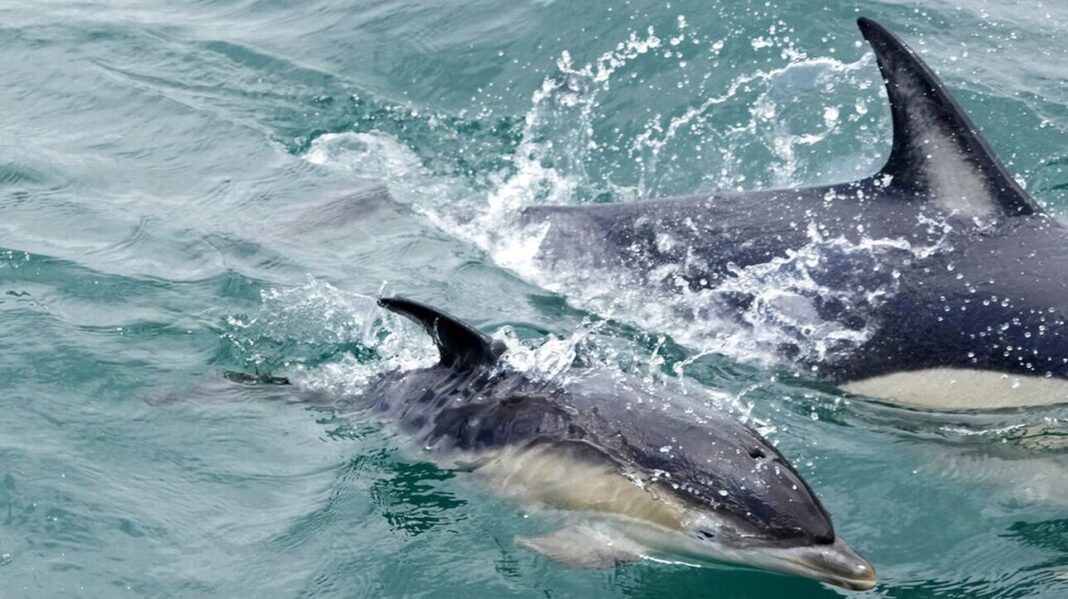 Πλαστικά απόβλητα, υπερθέρμανση και βιομηχανική αλιεία «απειλούν» τις θάλασσες