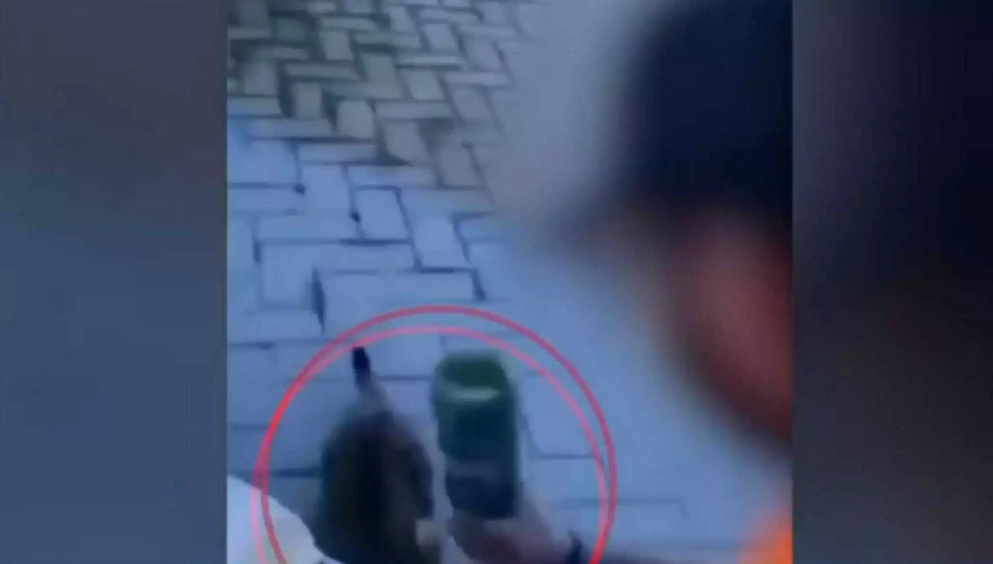 Οργή για κακοποίηση ζώου: Χτύπησε γάτα με μπουκάλι και οι φίλοι του γελούσαν (βίντεο)