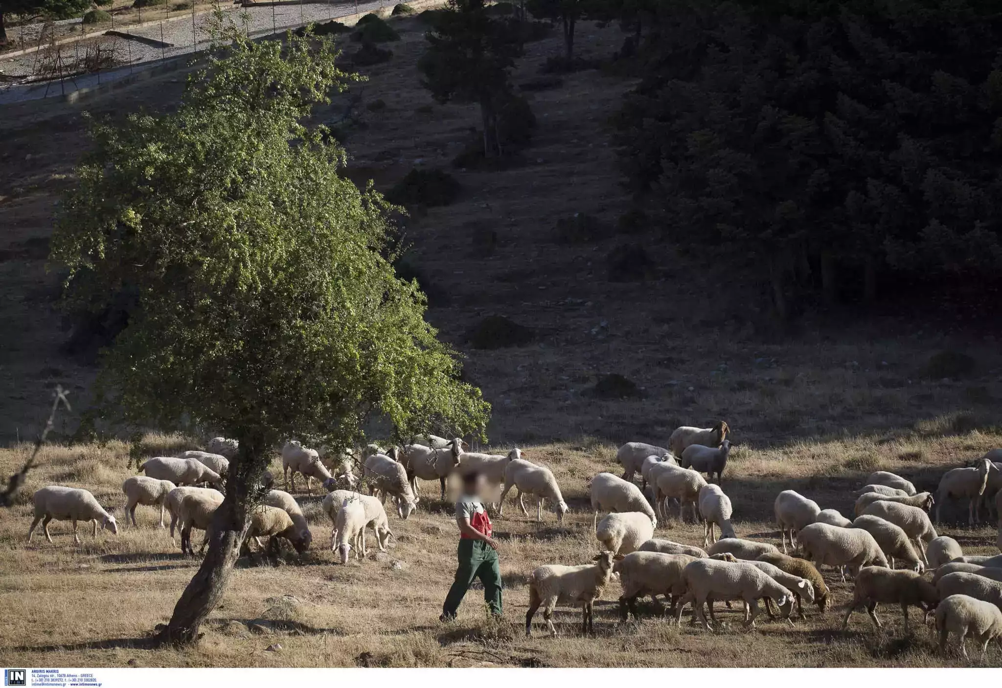 Νέα τραγωδία σε λίγες ώρες – Βοσκός βρέθηκε νεκρός στο χωράφι του