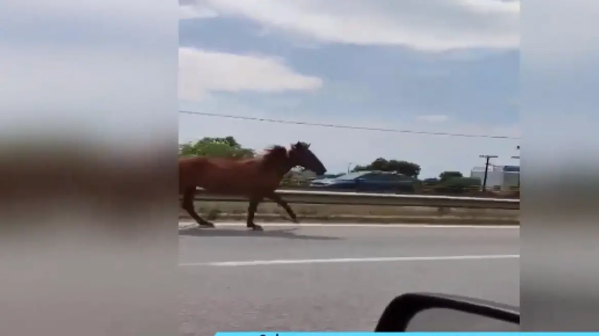 Άλογα βγήκαν στην εθνική – Άναυδοι οι οδηγοί