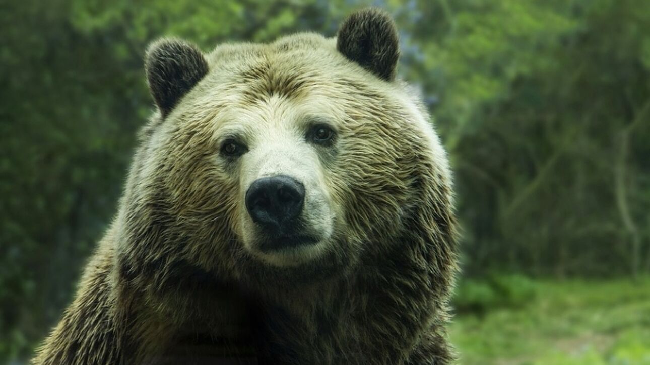 Viral βίντεο με αρκούδα που χτυπάει το κουδούνι σπιτιού στη Νότια Καρολίνα