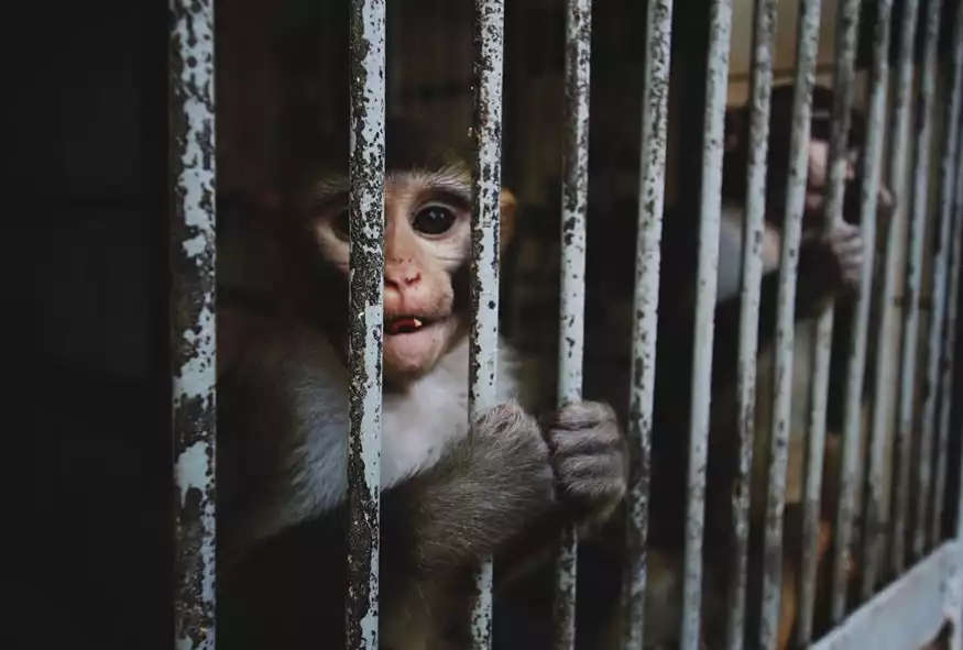 Το BBC αποκαλύπτει: Διεθνές κύκλωμα βασάνιζε μαϊμούδες και αναμετάδιδε τις βαναυσότητες στο διαδίκτυο επί πληρωμή