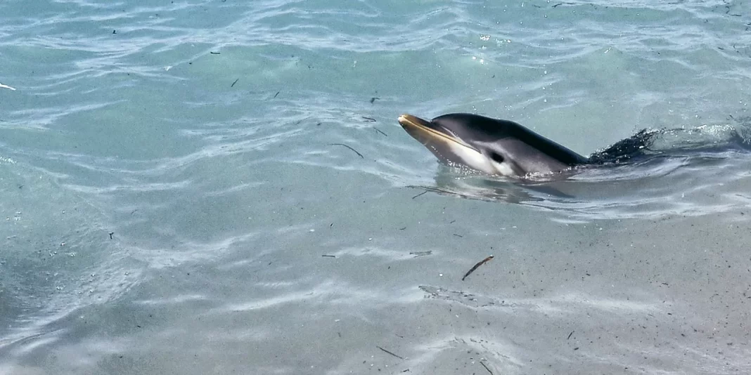 Νεαρό δελφίνι έχασε τον προσανατολισμό του και κατέληξε σε παραλία