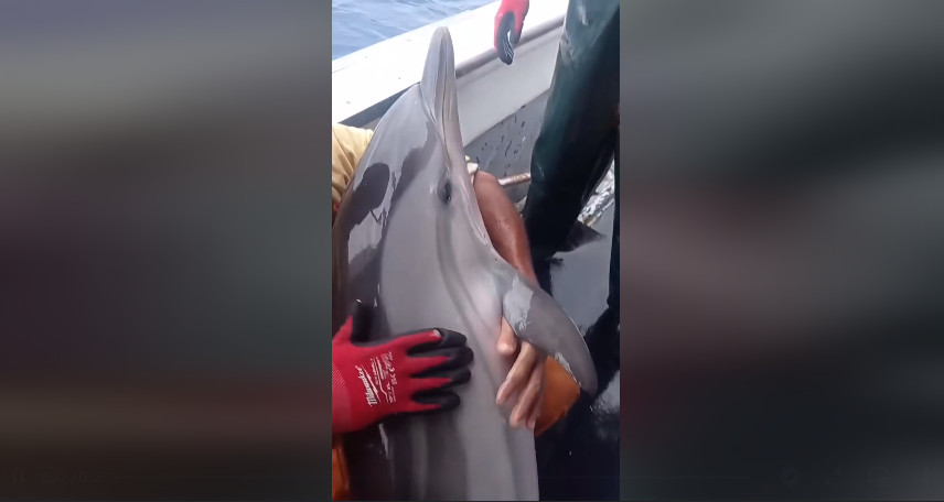 Συγκινητικό βίντεο: Ψαράδες απελευθερώνουν δελφίνι που μπλέχτηκε στα δίχτυα τους