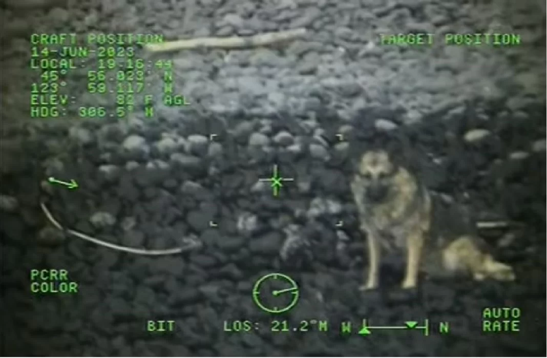 Καρέ – καρέ η διάσωση σκύλου – Έπεσε από ύψος 91 μέτρων