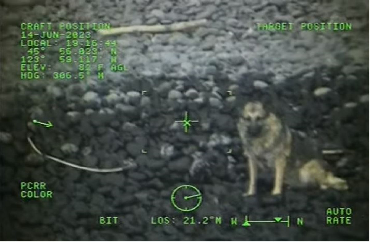 Καρέ – καρέ η διάσωση σκύλου – Έπεσε από ύψος 91 μέτρων