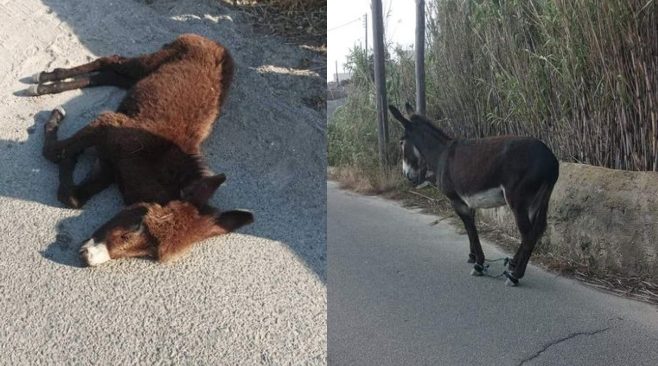 Κτηνωδία: Γαϊδουράκι σκοτώθηκε από αμάξι – Παστουρωμένη η μαμά του