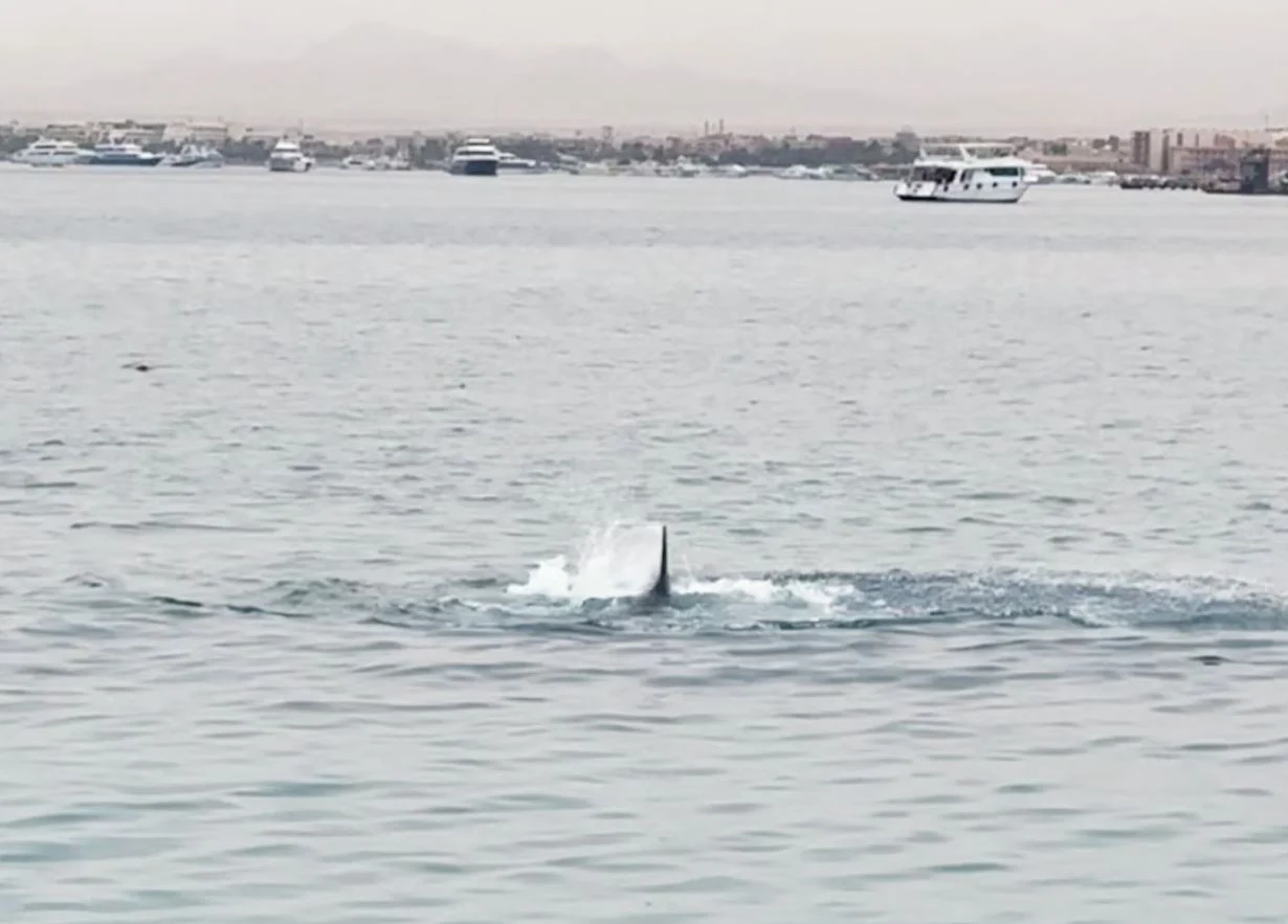Τι βρήκαν στο στομάχι του καρχαρία που έφαγε ζωντανό 23χρονο