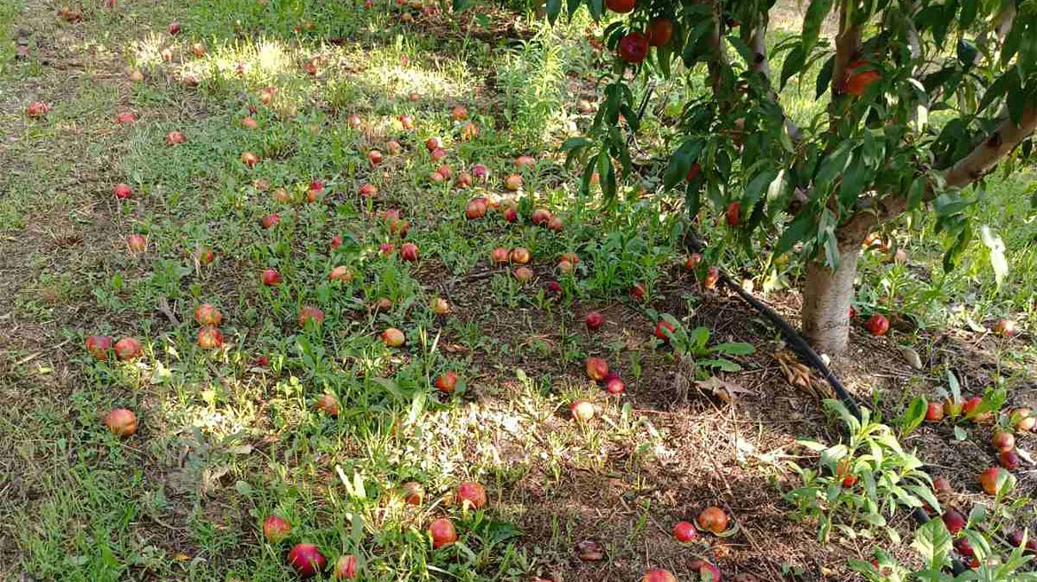 Ξαφνικό μπουρίνι κατέστρεψε δεντροκαλλιέργειες