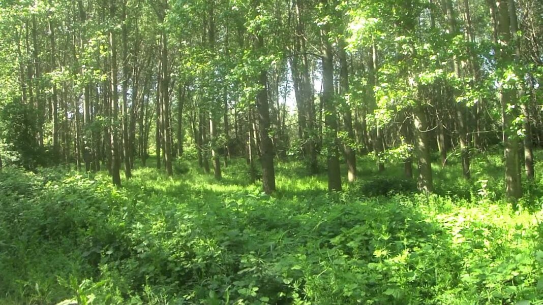 Το Δάσος των Μουριών με αιωνόβια δέντρα επισκέψιμο μετά από 20 χρόνια