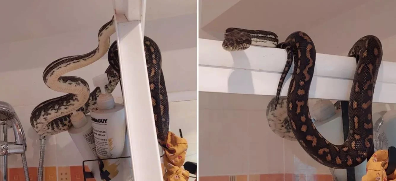 Αυστραλία: Έπαθε το σοκ της ζωής του – Βρήκε έναν πύθωνα στο μπάνιο