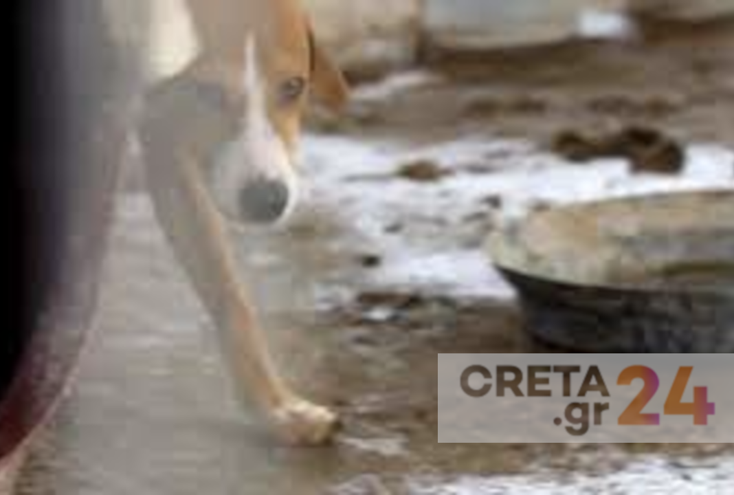Ηράκλειο: Σε άθλιες συνθήκες βρέθηκαν τέσσερα σκυλιά - Νεκρό το ένα