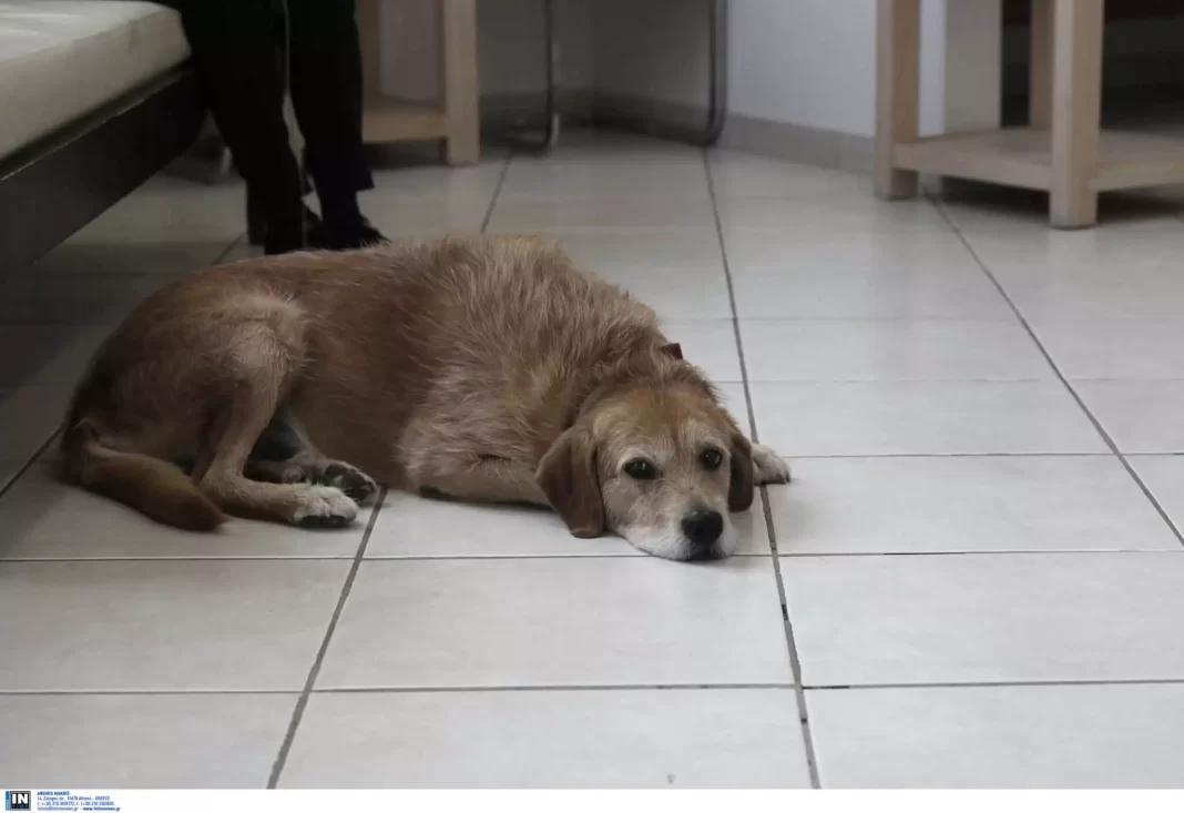 Συνελήφθη 44χρονος για την παραμέληση του σκυλιού του – Το είχε παρατημένο σε οικόπεδο