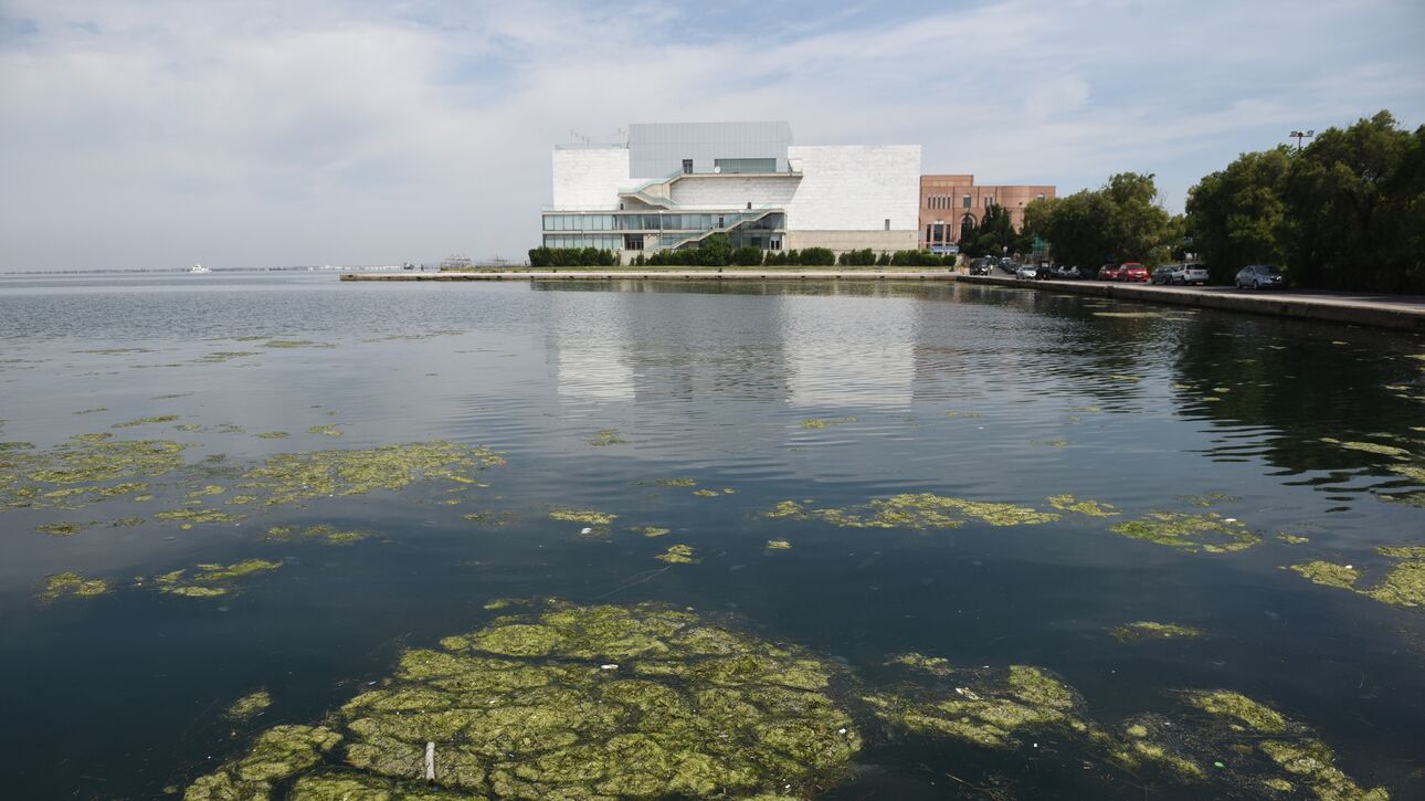 Η θάλασσα γέμισε με φυτοπλαγκτόν, μέδουσες και σκουπίδια (εικόνες)