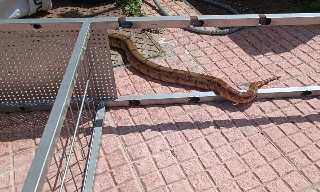 Τρόμος με βόα 1,5 μέτρου που κυκλοφορούσε στους δρόμους