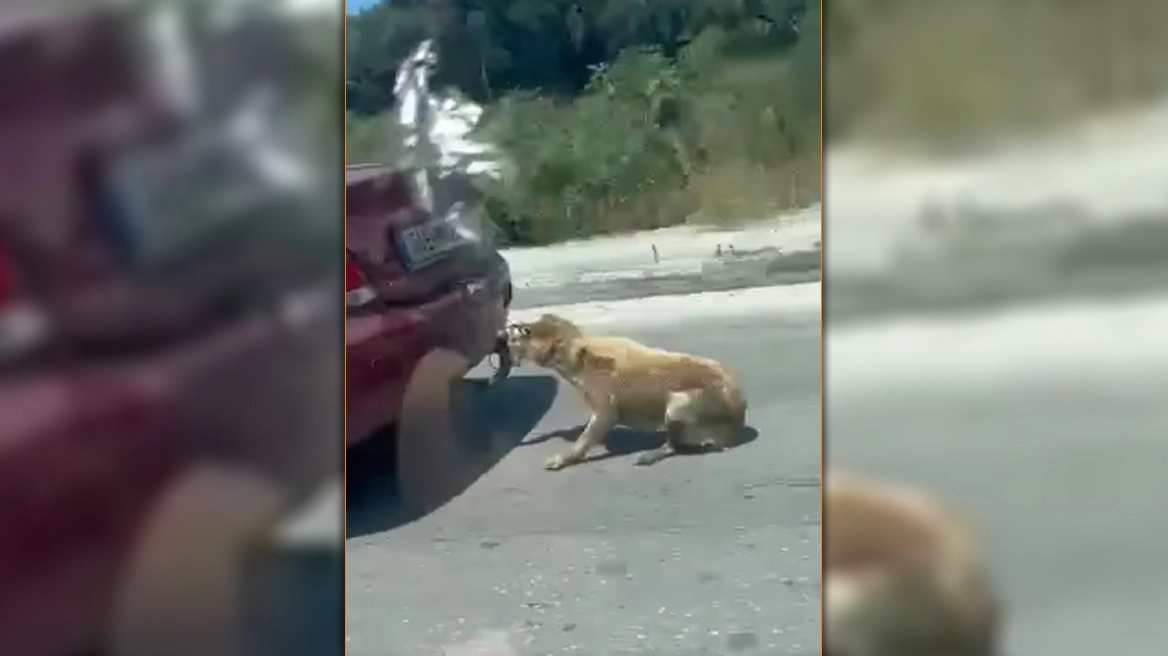 Συνελήφθη ο άνδρας που έσερνε το σκύλο με το αυτοκίνητο