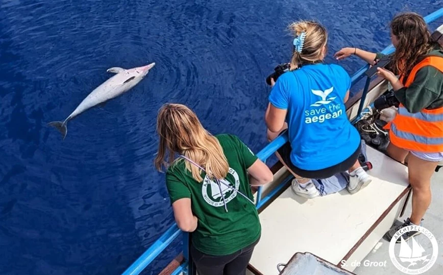Σκοτώνουν τα ζωνοδέλφινα στο Αιγαίο – Σοκαριστική καταγγελία από το «Αρχιπέλαγος»