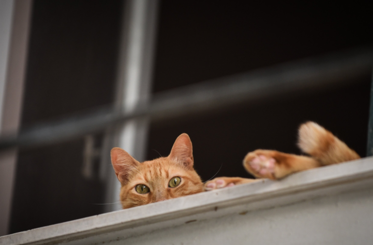 Ηλικιωμένος πυροβόλησε γάτα από το μπαλκόνι του-Το έκανε για εκφοβισμό λέει ο ίδιος