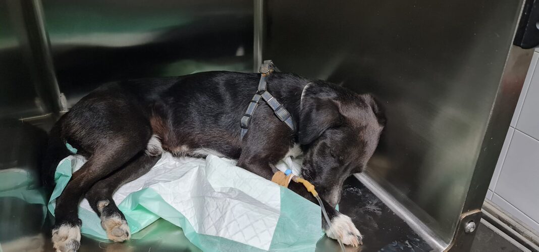 Απίστευτο περιστατικό στο Ηράκλειο: Έδεσαν τα γεννητικά όργανα σκύλου (βίντεο - εικόνες)