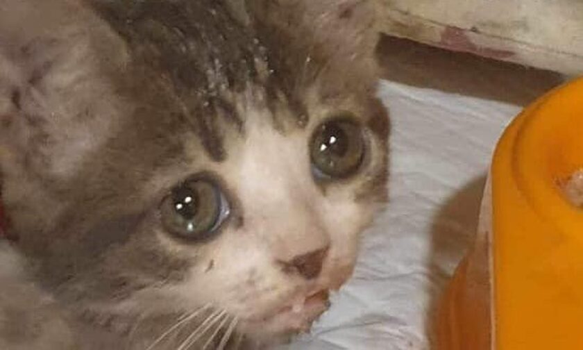 Ασυνείδητη κατάβρεχε γατάκια για να τα πνίξει – Συνελήφθη από την αστυνομία