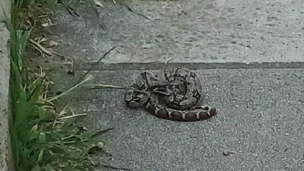 Πέθανε ο βόας που είχε εντοπιστεί τραυματισμένος  σε πάρκο