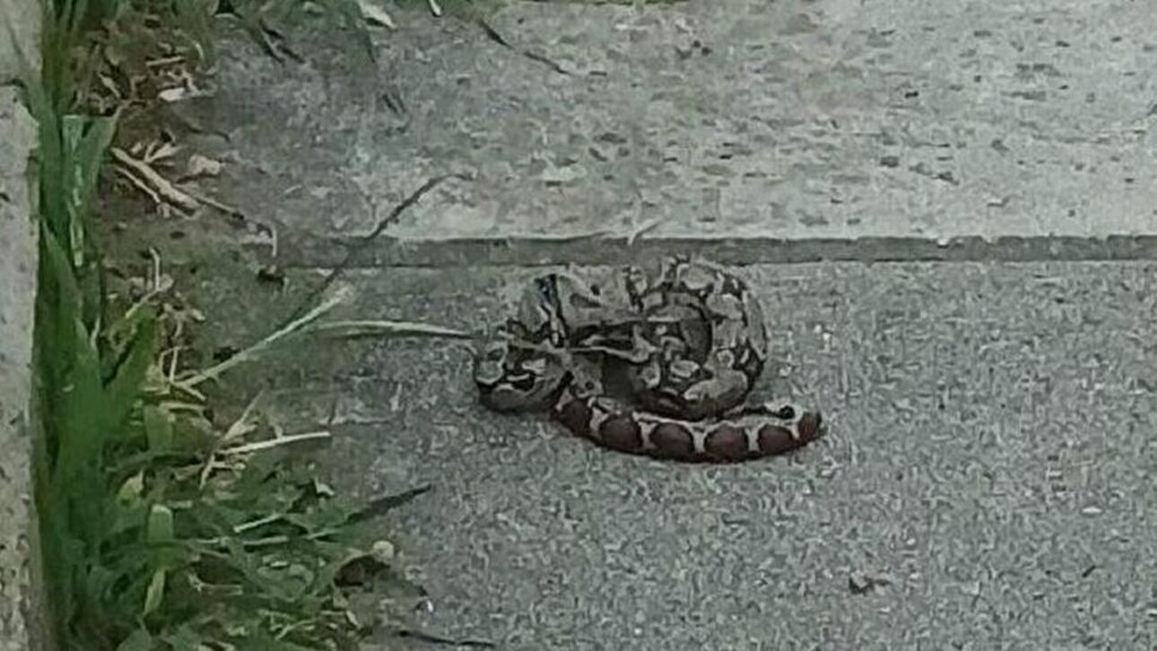 Πέθανε ο βόας που είχε εντοπιστεί τραυματισμένος  σε πάρκο