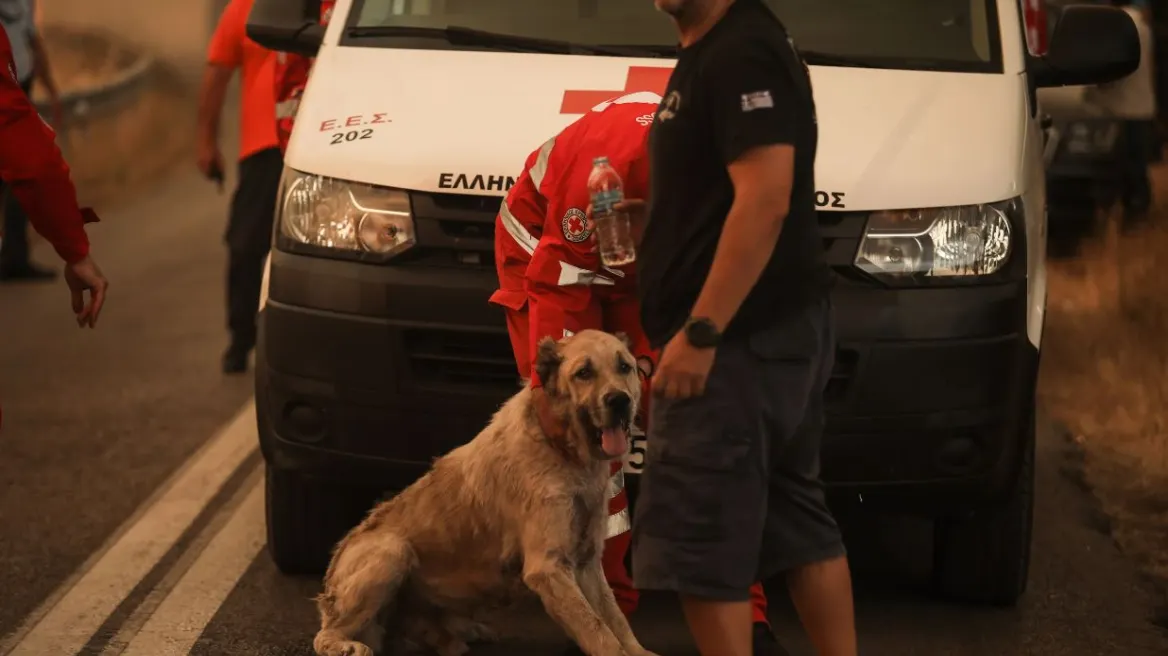 Πώς διασώθηκαν πυρόπληκτα ζώα και ποιοι έχουν αναλάβει τη φροντίδα τους