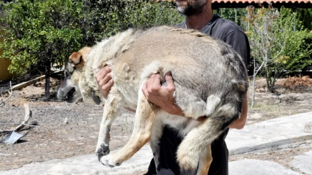 Φωτιά στη Ρόδο – ΥΠΑΑΤ: Συνολικά 50.000 ελαιόδεντρα και 2.500 ζώα κάηκαν