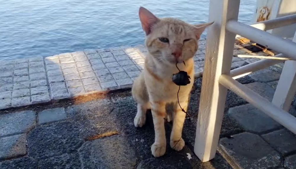 Κρήτη: Γάτα βρέθηκε με το αγκίστρι στο στόμα (βίντεο)
