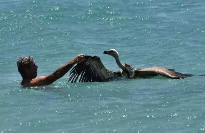 Κινδυνεύουν από αφυδάτωση οι γύπες της Κρήτης – Έκκληση για ποτίστρες σε σημεία των βουνών