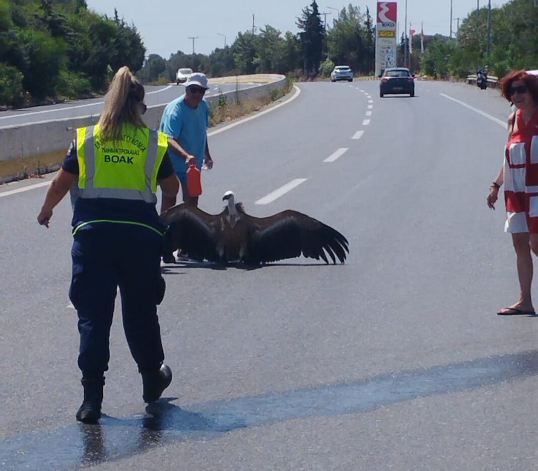 Γύπας «λύγισε» από τη ζέστη και προσγειώθηκε στον ΒΟΑΚ – Τον φρόντισαν οι οδηγοί