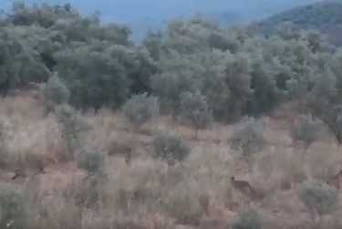 Aγρότης ήρθε αντιμέτωπος με αγέλη λύκων