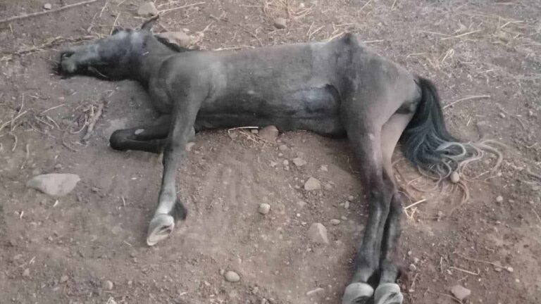 Kρήτη: Άφησε το άλογό του δεμένο στον ήλιο, χωρίς νερό- Συνελήφθη για τον θάνατο του ζώου