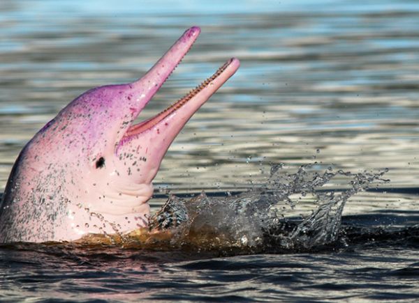 Σπάνια ροζ δελφίνια εμφανίστηκαν και πρόσφεραν εντυπωσιακό θέαμα
