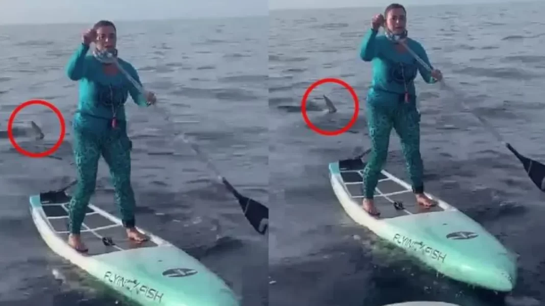 Βίντεο: Απίστευτη ψυχραιμία από γυναίκα που έκανε SUP δίπλα σε καρχαρία 500 κιλών