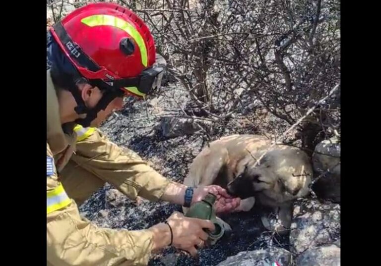 Πυροσβέστης φροντίζει σκυλάκια που έχουν χαθεί στα καμμένα