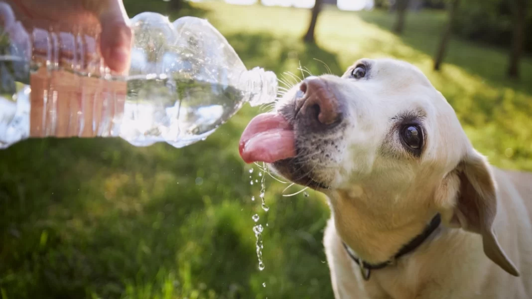 Καύσωνας: Πώς να προστατεύσετε τα κατοικίδιά σας – Οδηγίες από τον Ελληνικό Ερυθρό Σταυρό