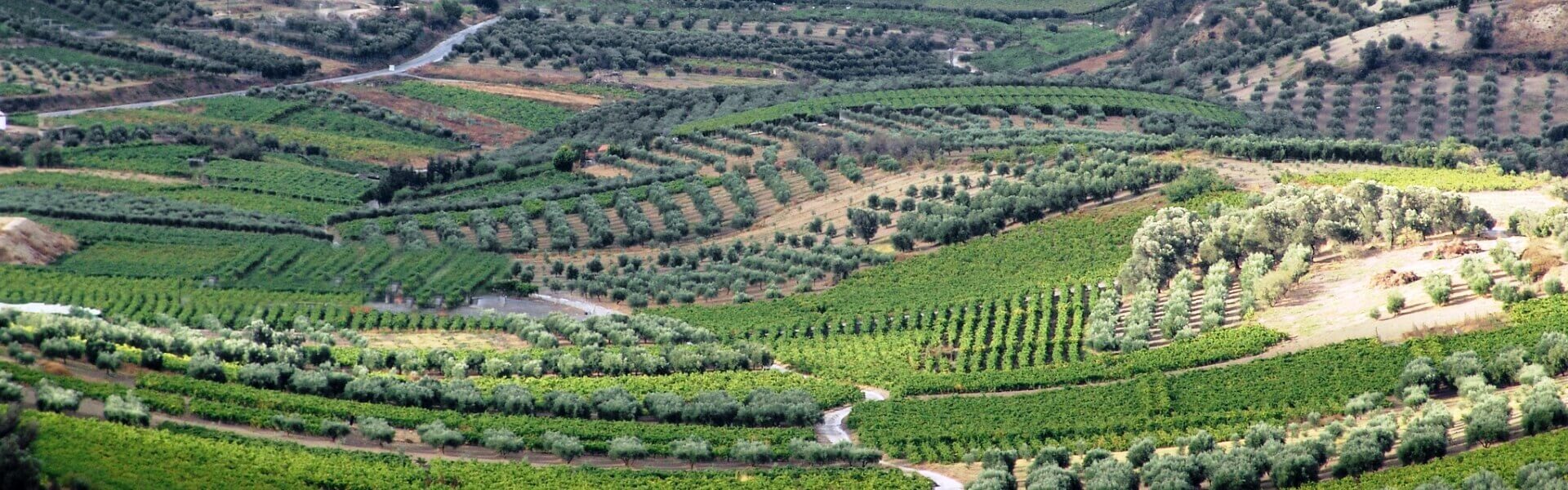 Δράσεις στις Δαφνές με επίκεντρο τα αμπελοτόπια και τους οίνους της περιοχής