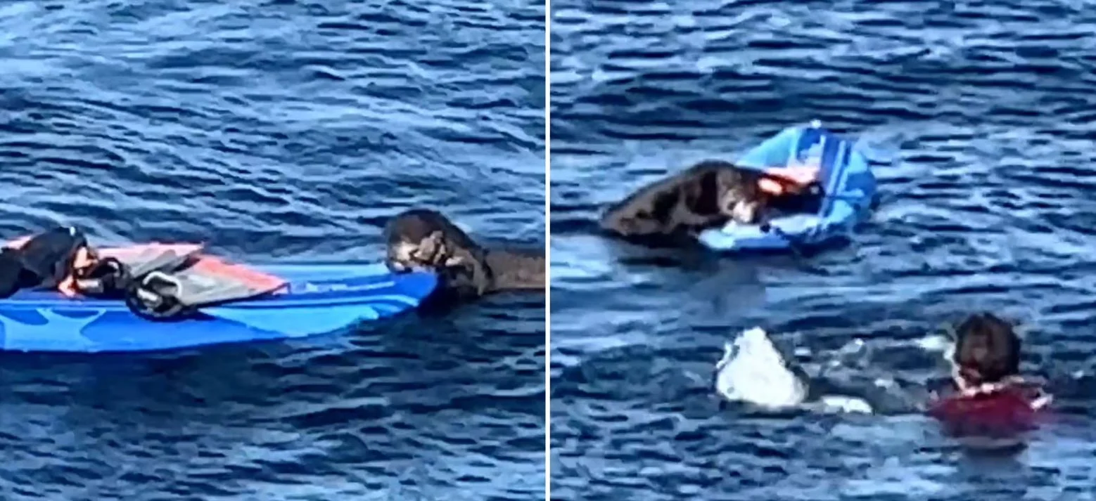 Βίδρα κλέβει σανίδα του σερφ – Η viral «μάχη» με τον ιδιοκτήτη