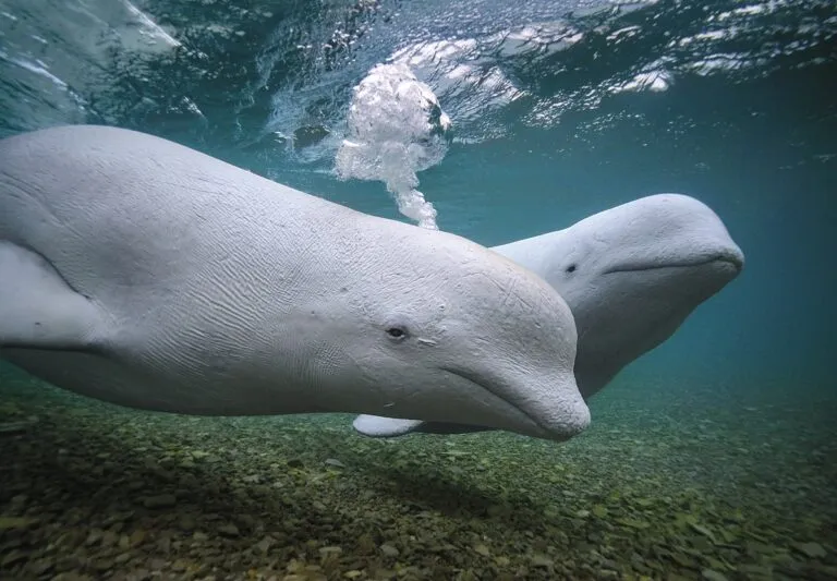 Ένας βραβευμένος δύτης και εξερευνητής έρχεται στην Αντίπαρο να μας ξεναγήσει στο συναρπαστικό κόσμο των φαλαινών
