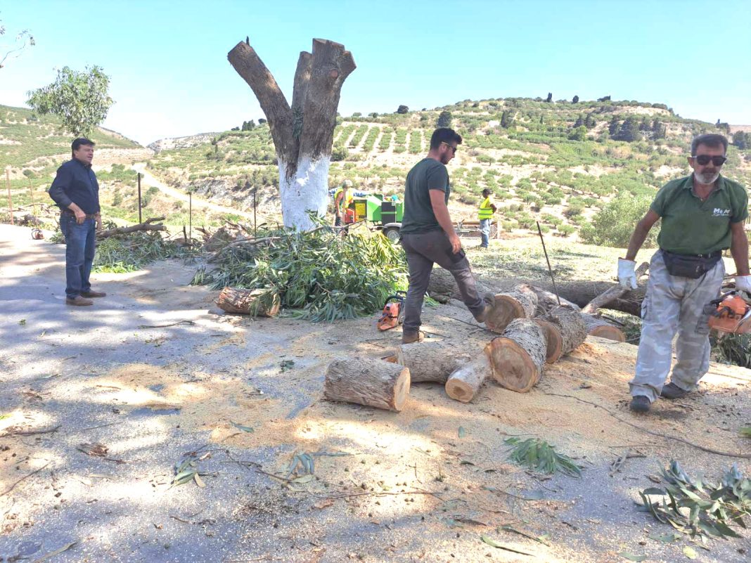 Κλαδοκοπές στον οδικό άξονα Επισκοπή Πεδιάδος-Αποστόλοι- Καστέλλι