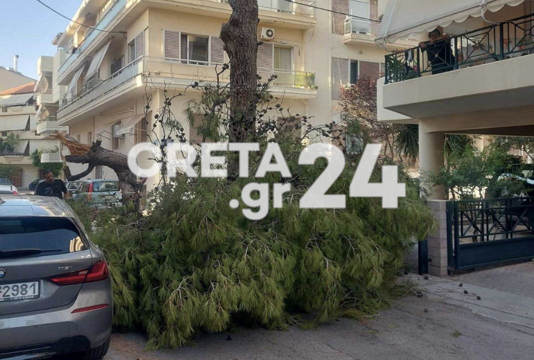 «Ξύπνησαν» μνήμες έναν χρόνο μετά την τραγωδία - Έπεσε ξανά δέντρο στο Ηράκλειο (εικόνες)