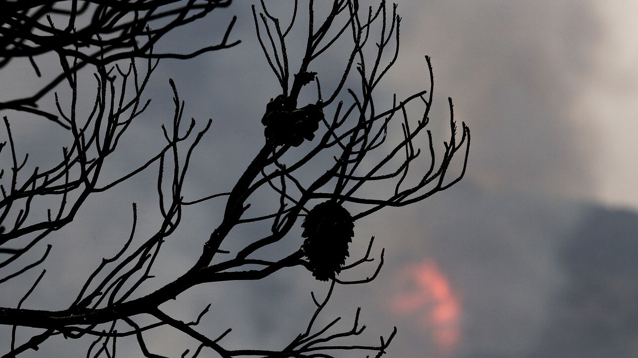 Πότε θα αναγεννηθούν οι εκτάσεις που κάηκαν από τις «mega-fires» σε Αττική και Ρόδο