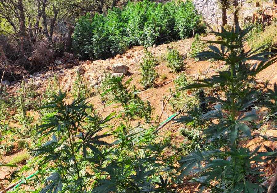 Κρήτη: Βρήκαν φυτεία με εκατοντάδες δενδρύλλια κάνναβης