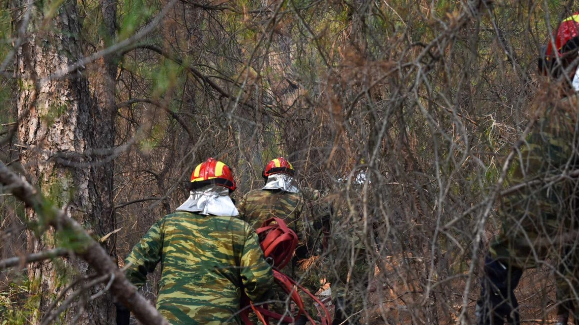 Φωτιά στον Έβρο: Πώς η μεγάλη πυρκαγιά επηρεάζει την άγρια πανίδα του Εθνικού Πάρκου Δαδιάς
