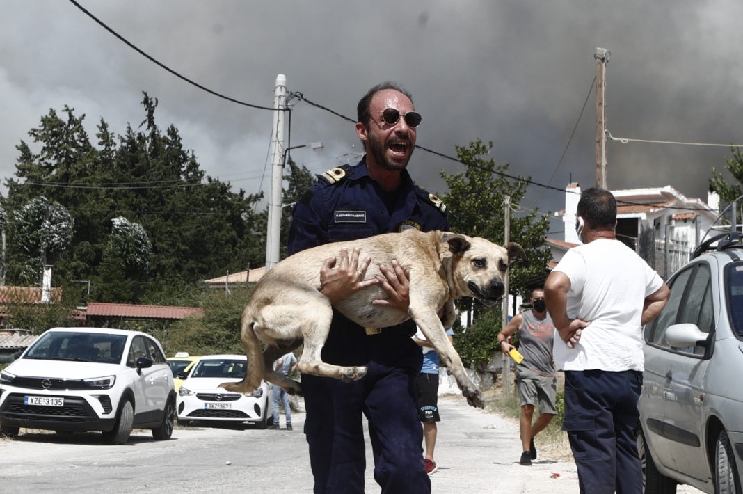 Φωτιά στην Πάρνηθα: Με τα σκυλιά τους αγκαλιά, εκκενώνουν τα σπίτια τους στο Μενίδι - Δείτε φωτογραφίες
