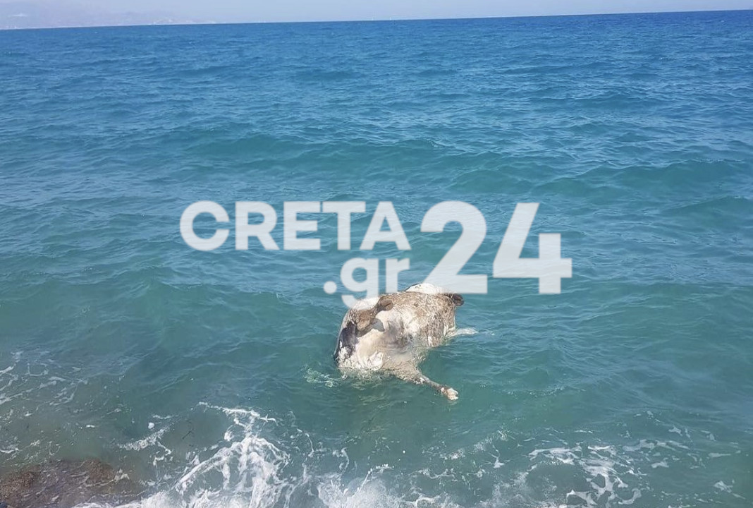 Ηράκλειο: Νεκρή αγελάδα μέσα στη θάλασσα (εικόνες)