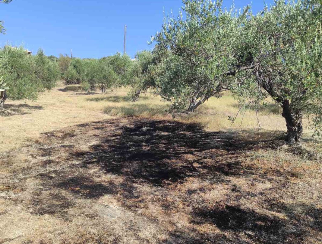 Ηράκλειο: Συνεγερμός για φωτιά σε έκταση με ελαιόδεντρα