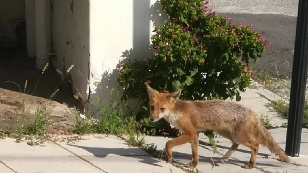 Μια αλεπού «κόβει» βόλτες στους άδειους δρόμους του Πολύγυρου