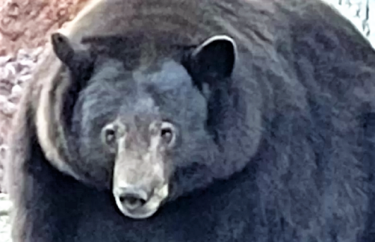 «Συνελήφθη» αρκούδα «διαρρήκτης» στην Καλιφόρνια – Είχε μπει σε 21 σπίτια αναζητώντας τροφή